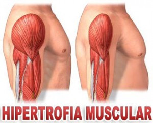 O-Que-é-Hipertrofia-Muscular